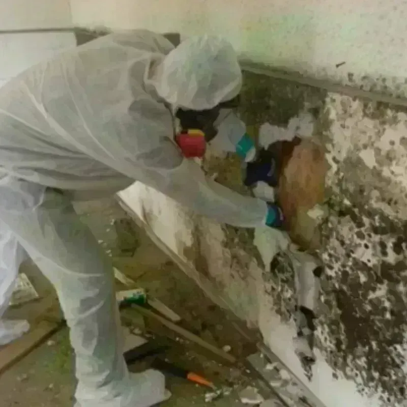 Mold Remediation and Removal in Glenn County, CA